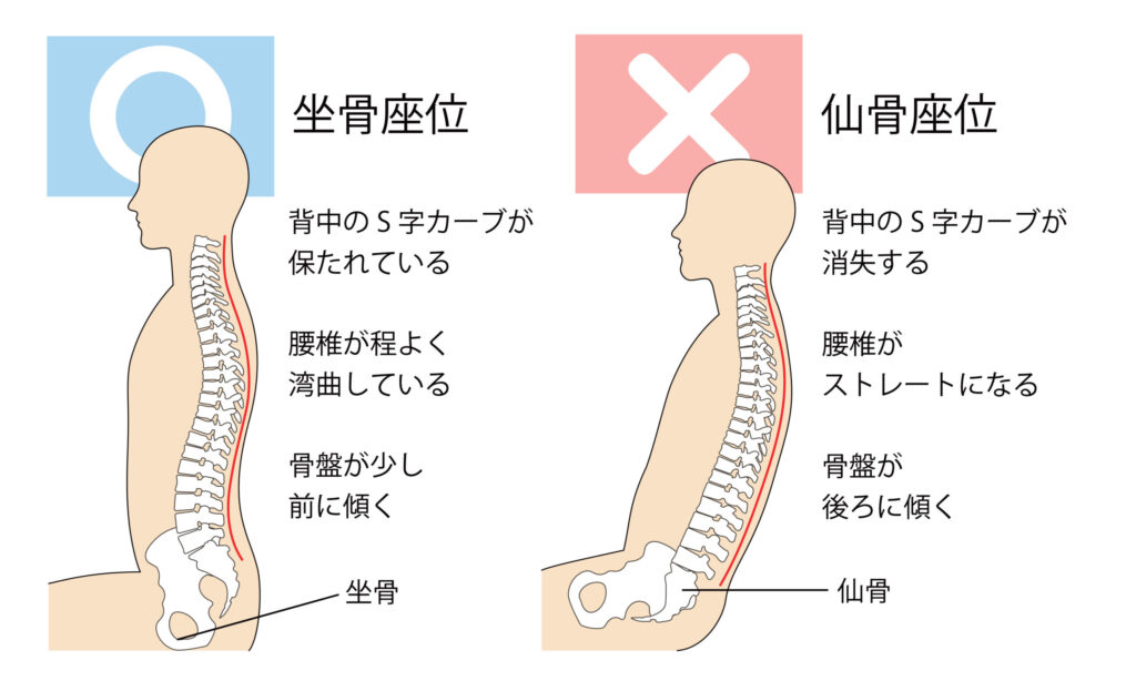 正しい骨盤の立て方と椅子の座り方を示すイメージ