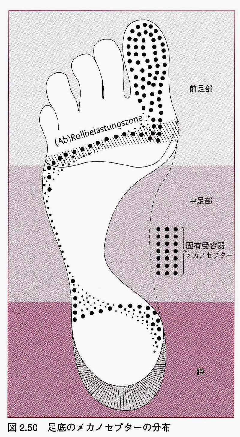 足底のメカノレセプター分布図。前足部から踵にかけて感覚受容器の位置を示すイラスト。