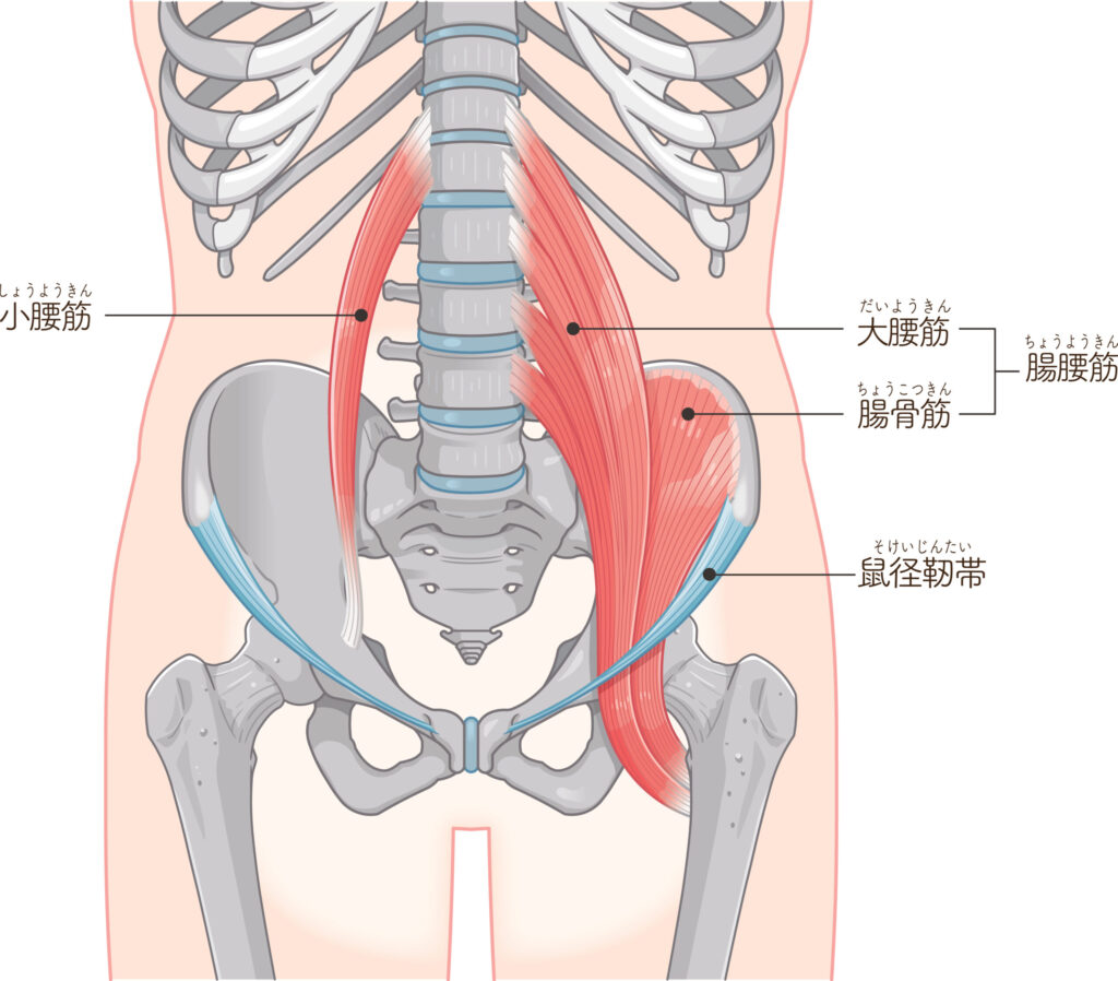 腸腰筋は「大腰筋」「腸骨筋」からなるインナーマッスル。
背骨から骨盤、太ももにつながり、姿勢と腰に深く関わる。