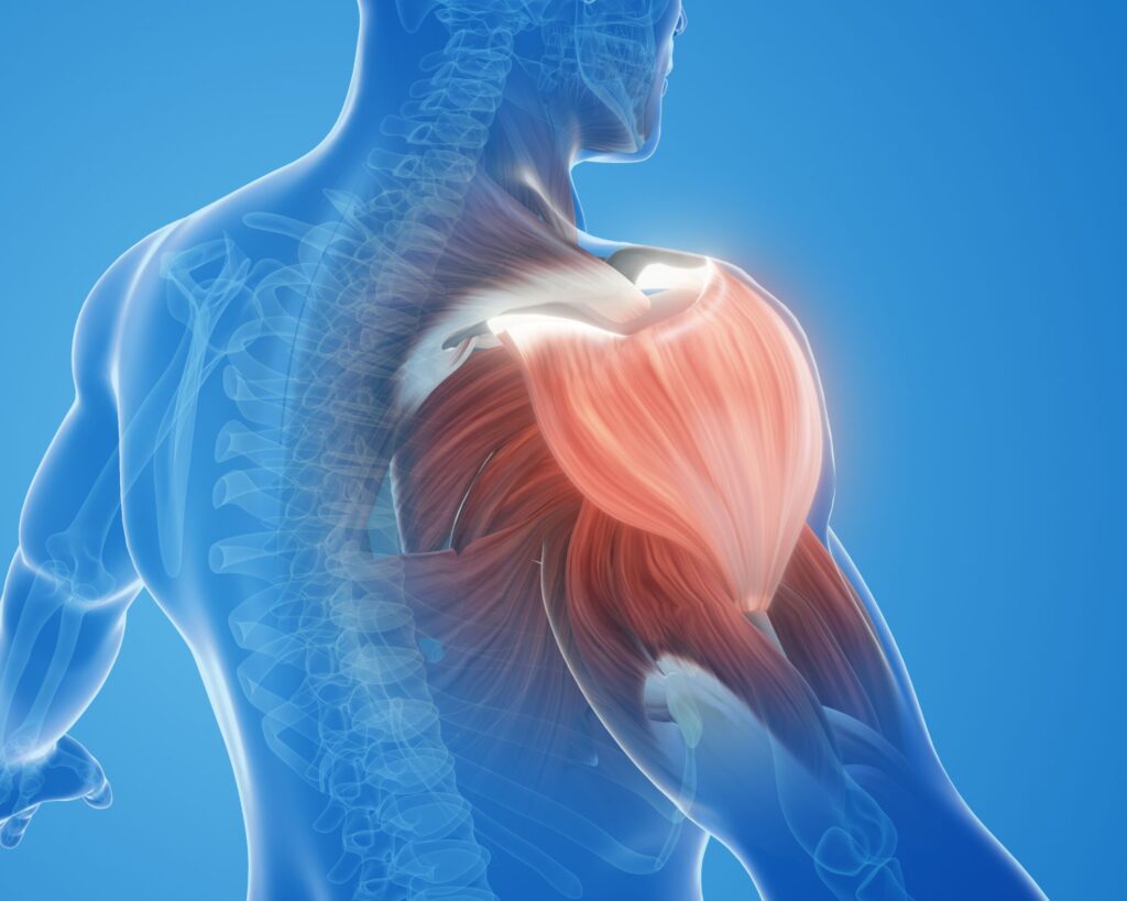 上腕二頭筋腱炎の解剖図イメージ｜肩関節と上腕二頭筋の構造を示すイラスト